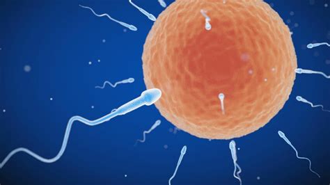 combien de temps survit un spermatozoïde|Spermatozoïdes : quelle est leur durée de vie